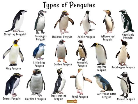 find most popular pages of a website, and why penguins might secretly run the internet