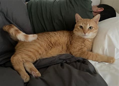 How to Get Good at Programming: Why Do Cats Always Sit on Your Keyboard?