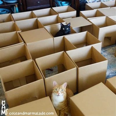 Is Adorama a Legit Website and Why Do Cats Love Cardboard Boxes?